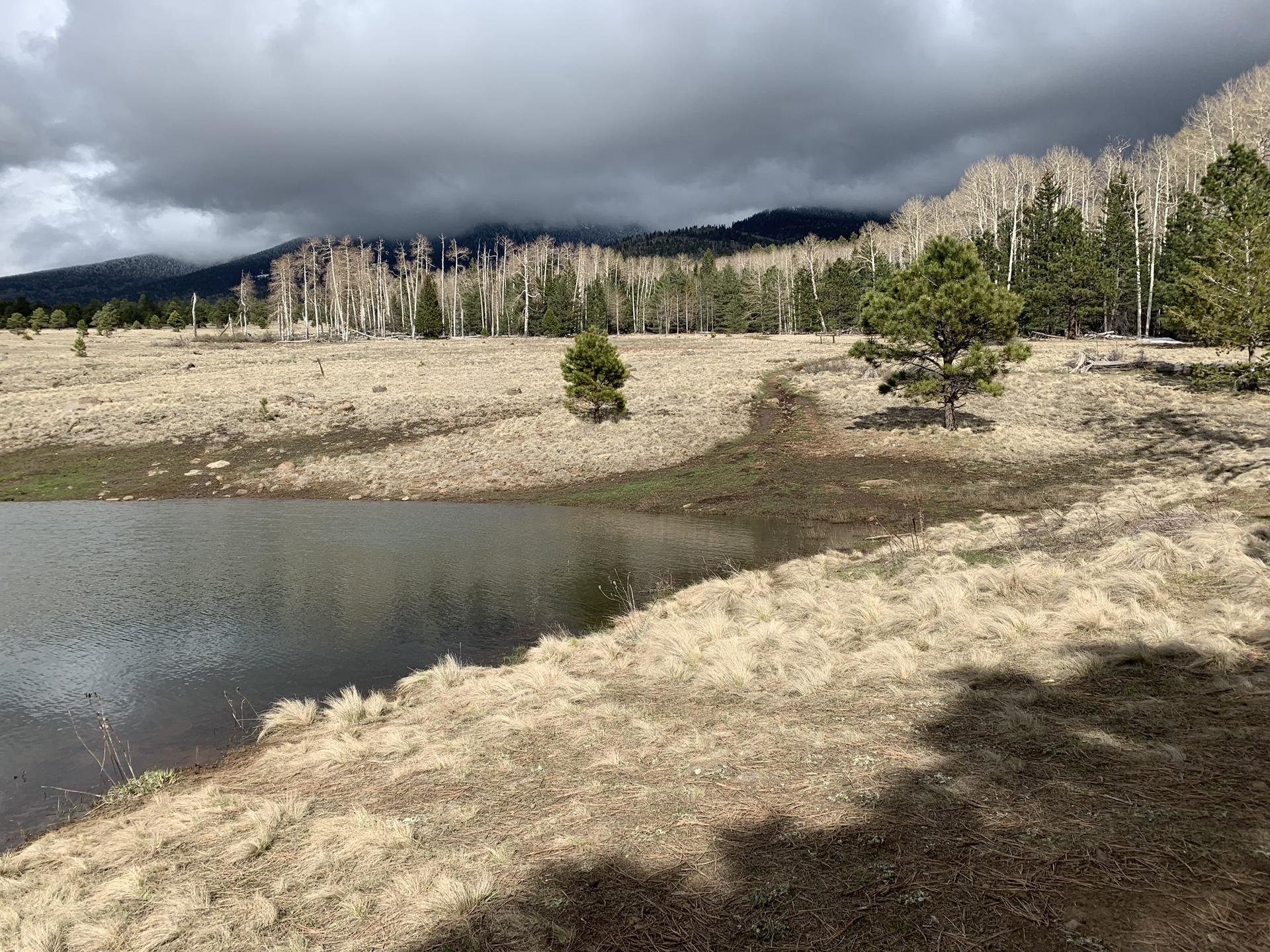 Pond with dry grass, surrounded by trees under a cloudy sky.