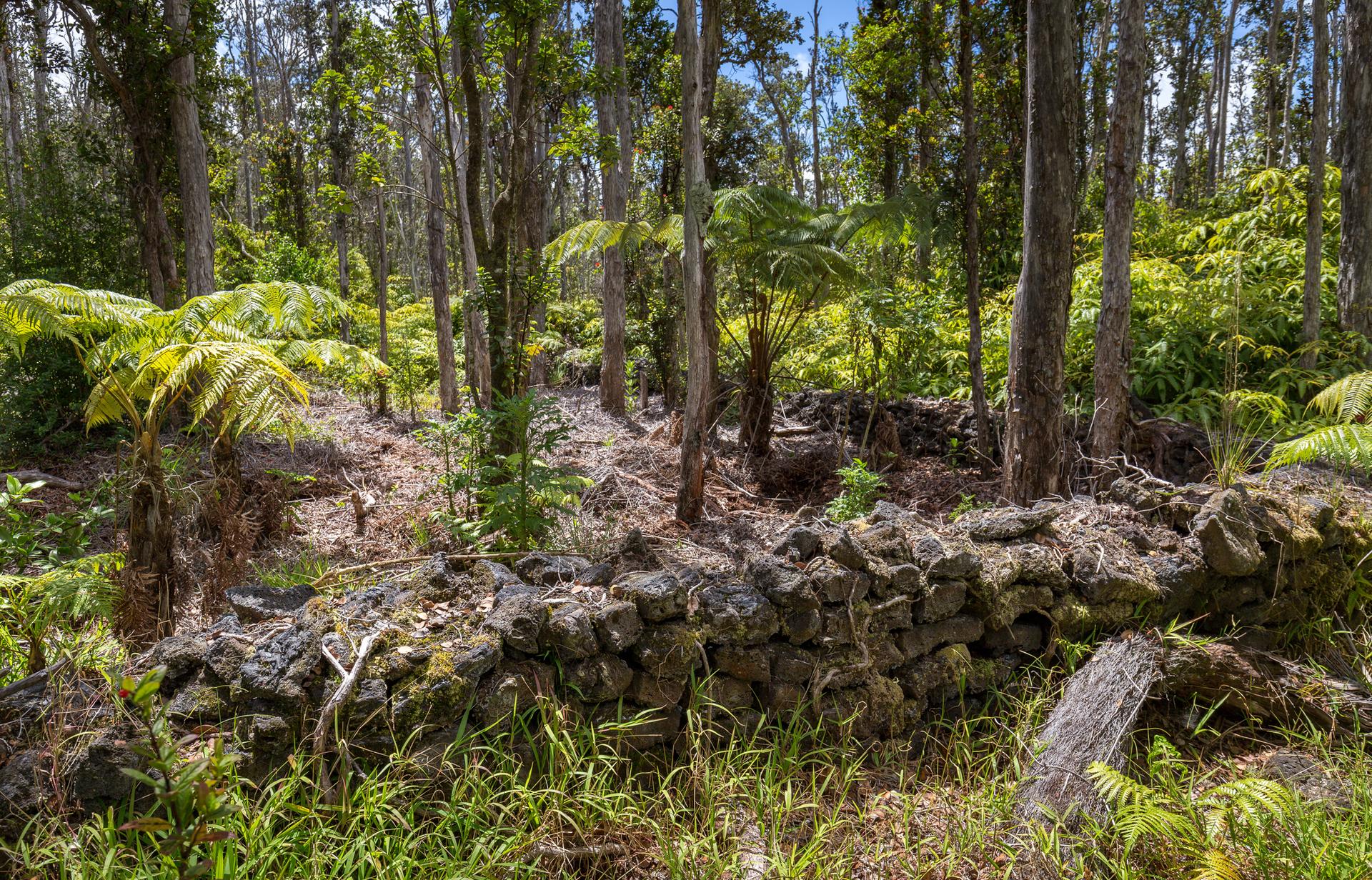 An ancient stone wall surrounded by ferns and trees in a sunlit forest.