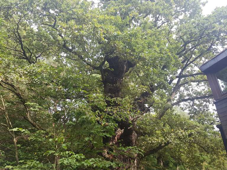 Ältester Baum des Bezirks Grunewald Berlin, Deutschland