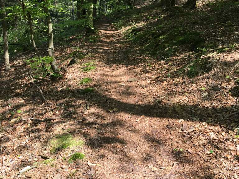 singletrails pfalz