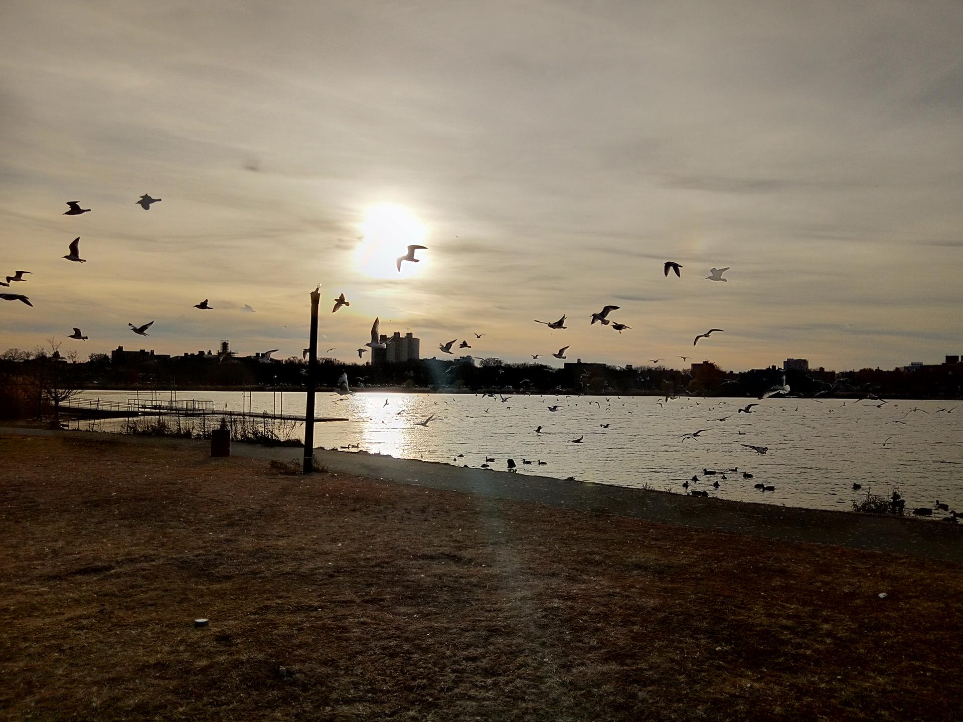 Many birds flying over a lake at sunset, with a warm glow.