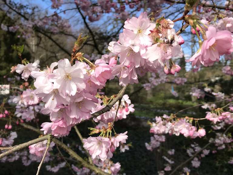 Botanischer Garten Bielefeld NordrheinWestfalen