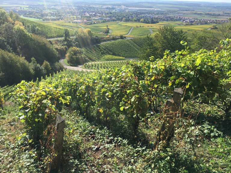 Geschichtsweinberg Iphofen Wandelroutes En Hikes Komoot