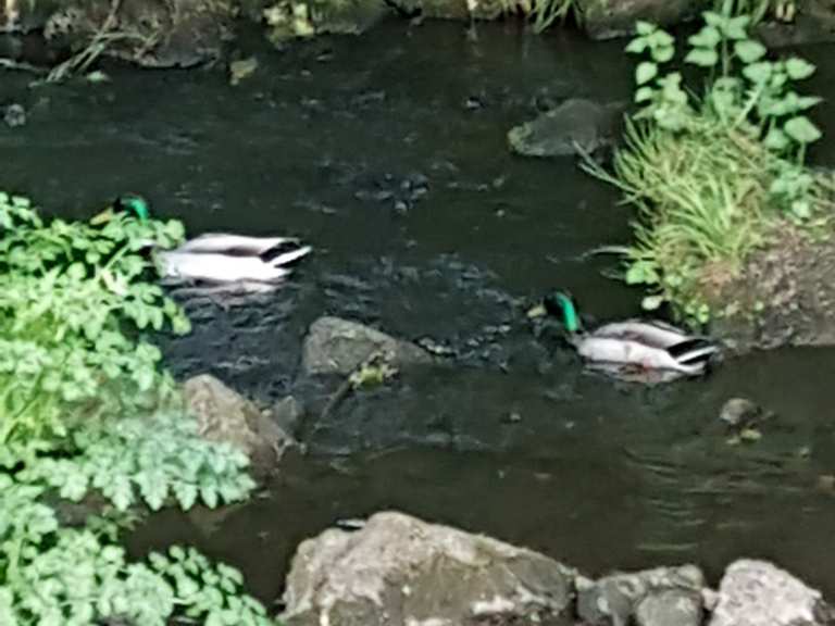 Goit Stock Falls Harden Beck/Beckfoot Lane loop from Bingley hike
