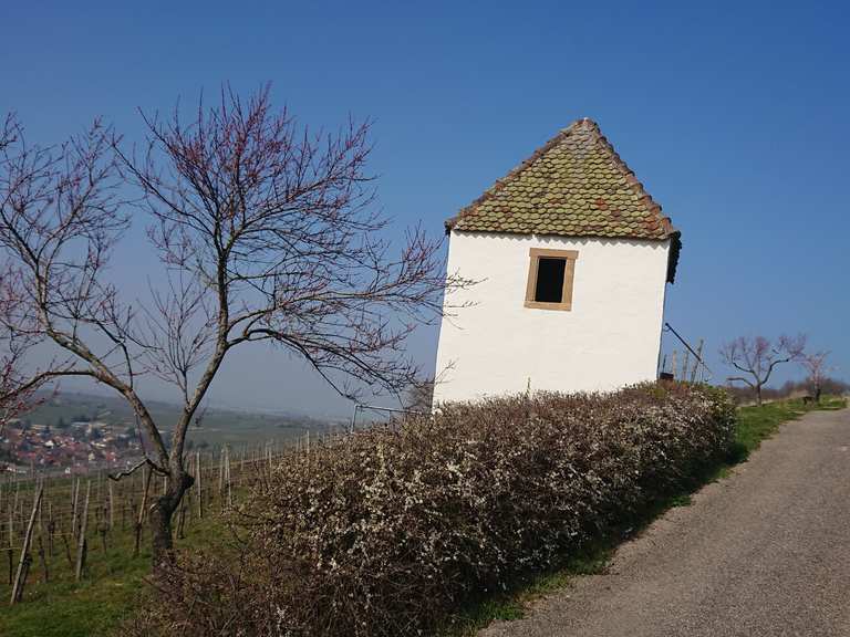 Markgräfler Wiiwegli (5 Etappen) – Weinwandern in Baden | hike | Komoot