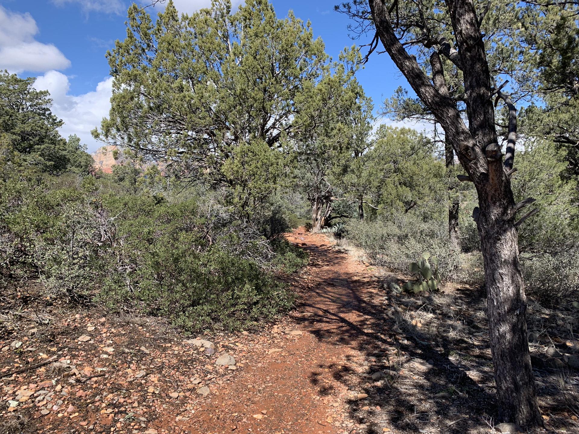 Red dirt path winding through a sunlit forest with dense green trees.