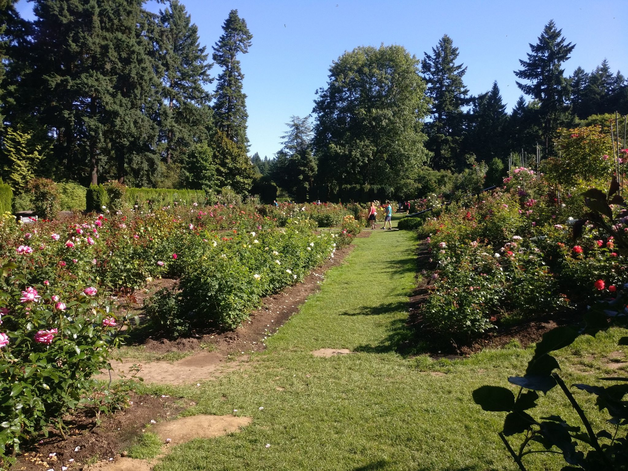 Sunny rose garden with green grass paths and distant people. - MAX to MAC