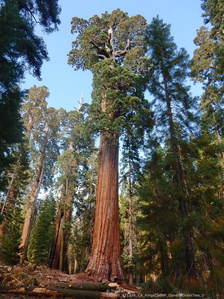 A giant tree with a reddish trunk towers over a forest under clear sky.