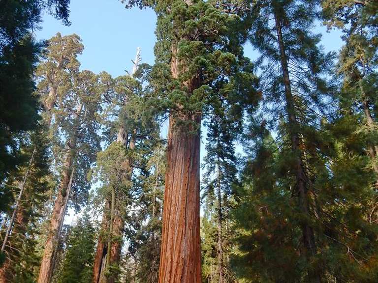 General Grant Tree loop — Kings Canyon National Park | wandeling | Komoot