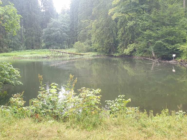Knöpfelstaler Teich Wanderungen und Rundwege komoot