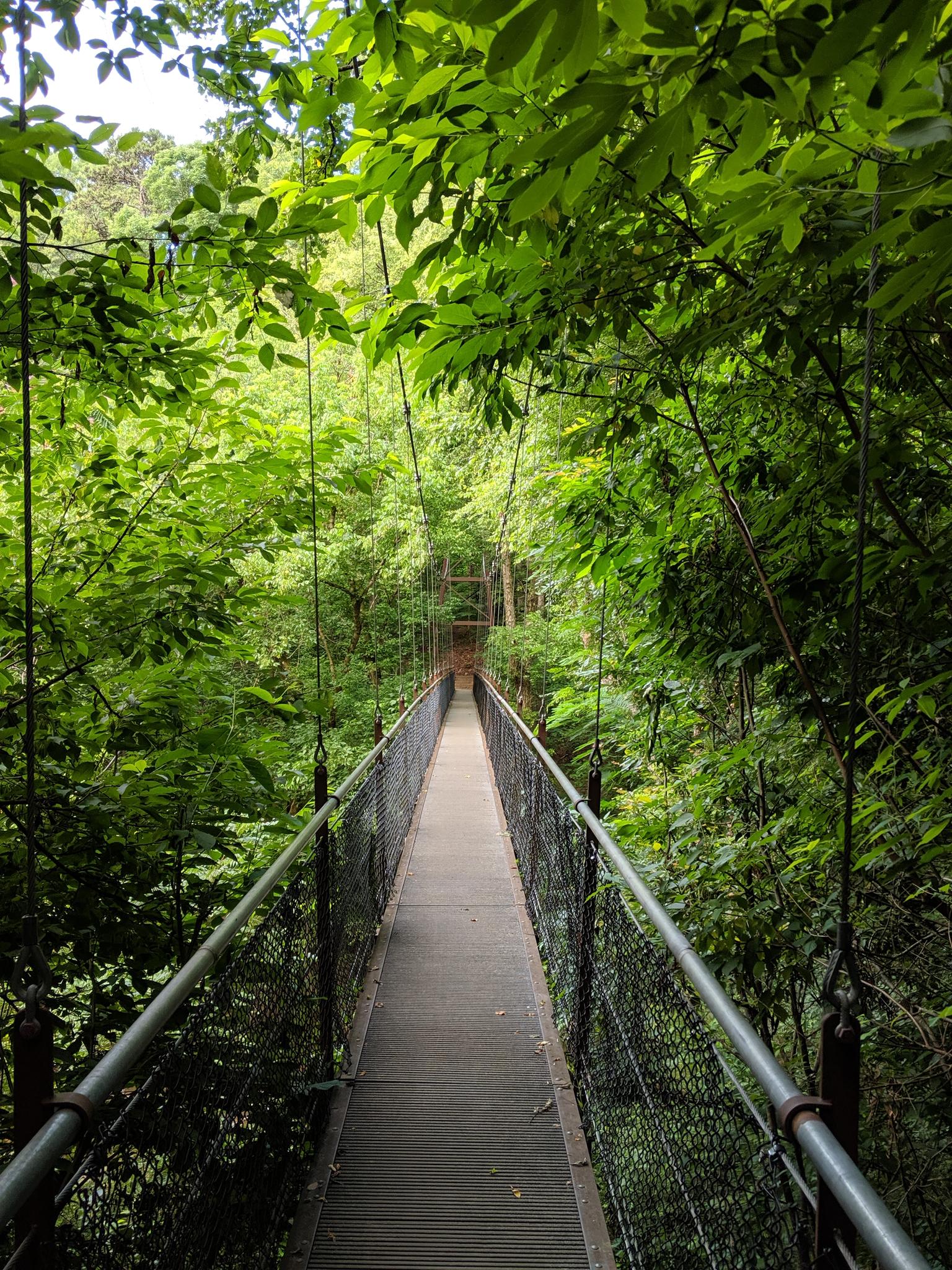 A long, narrow suspension bridge extends through a dense green forest.