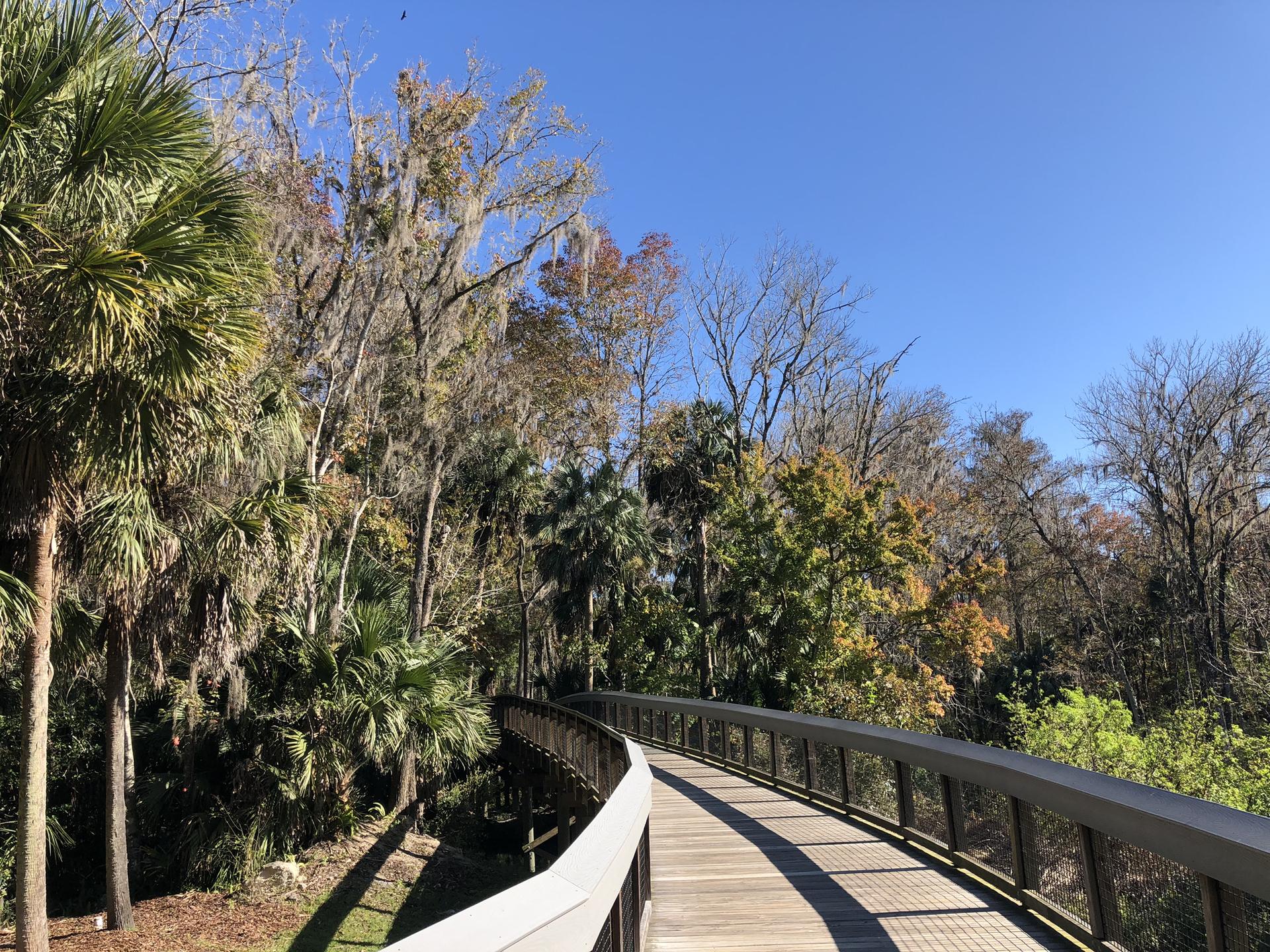 Winding wooden boardwalk through a sunny forest with palm and deciduous trees.