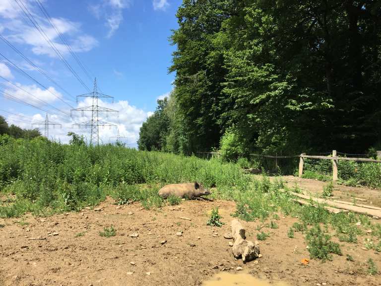 Wildschweingehege Wanderungen und Rundwege komoot