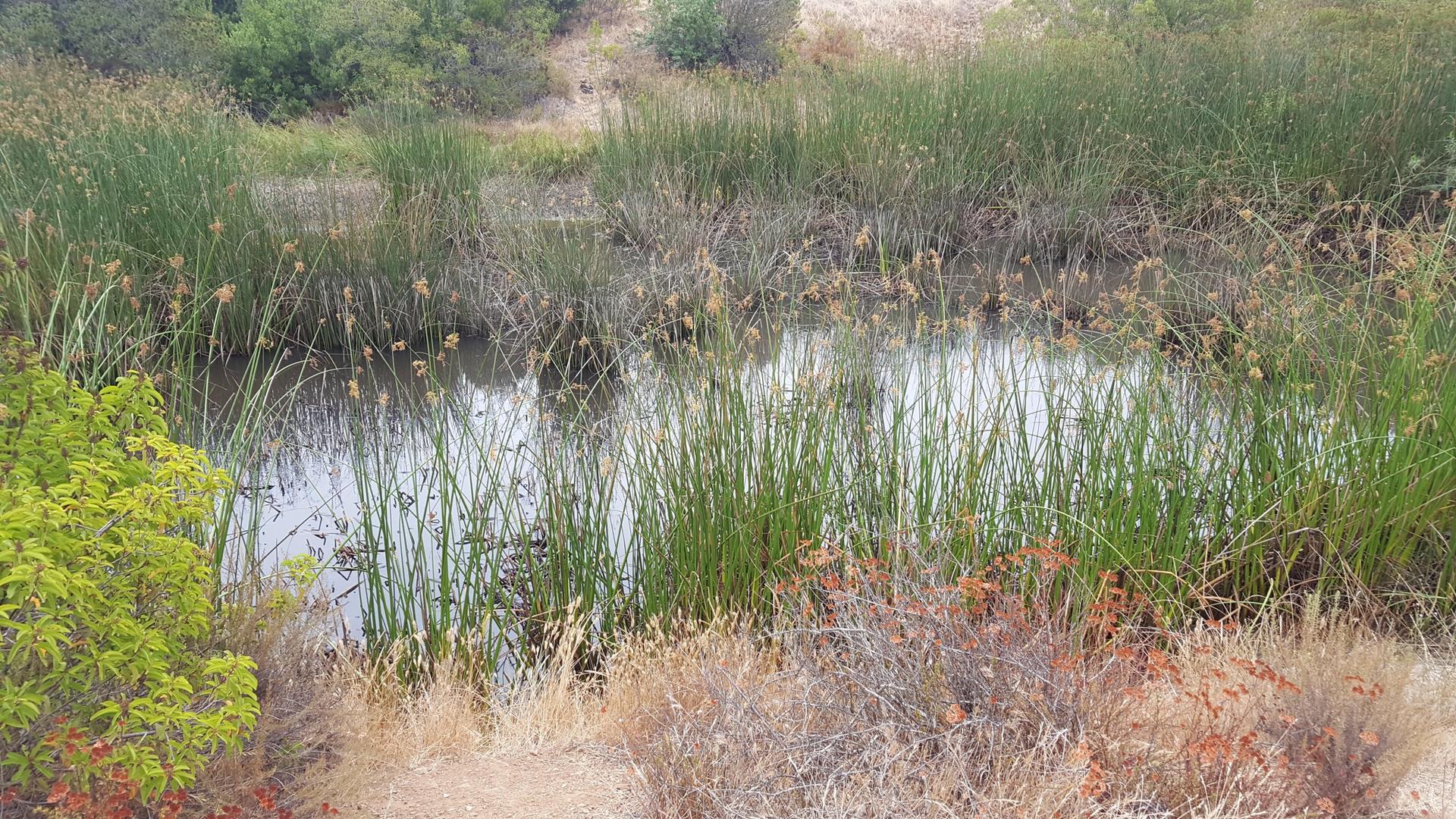 A calm pond surrounded by tall green and dry reeds under soft light.