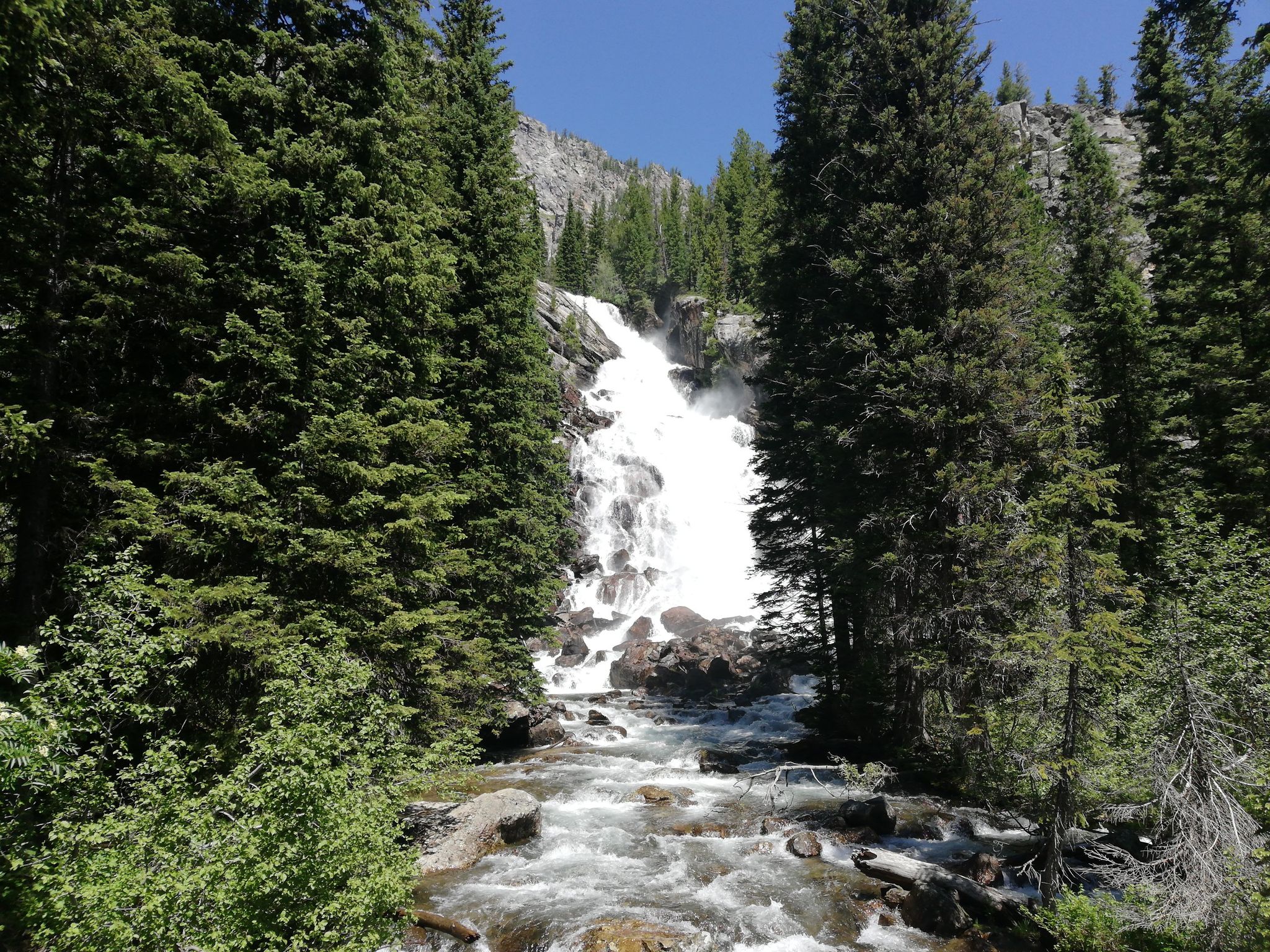 A powerful waterfall cascades through a dense green forest on a sunny day. - Jenny Lake Loop Trail