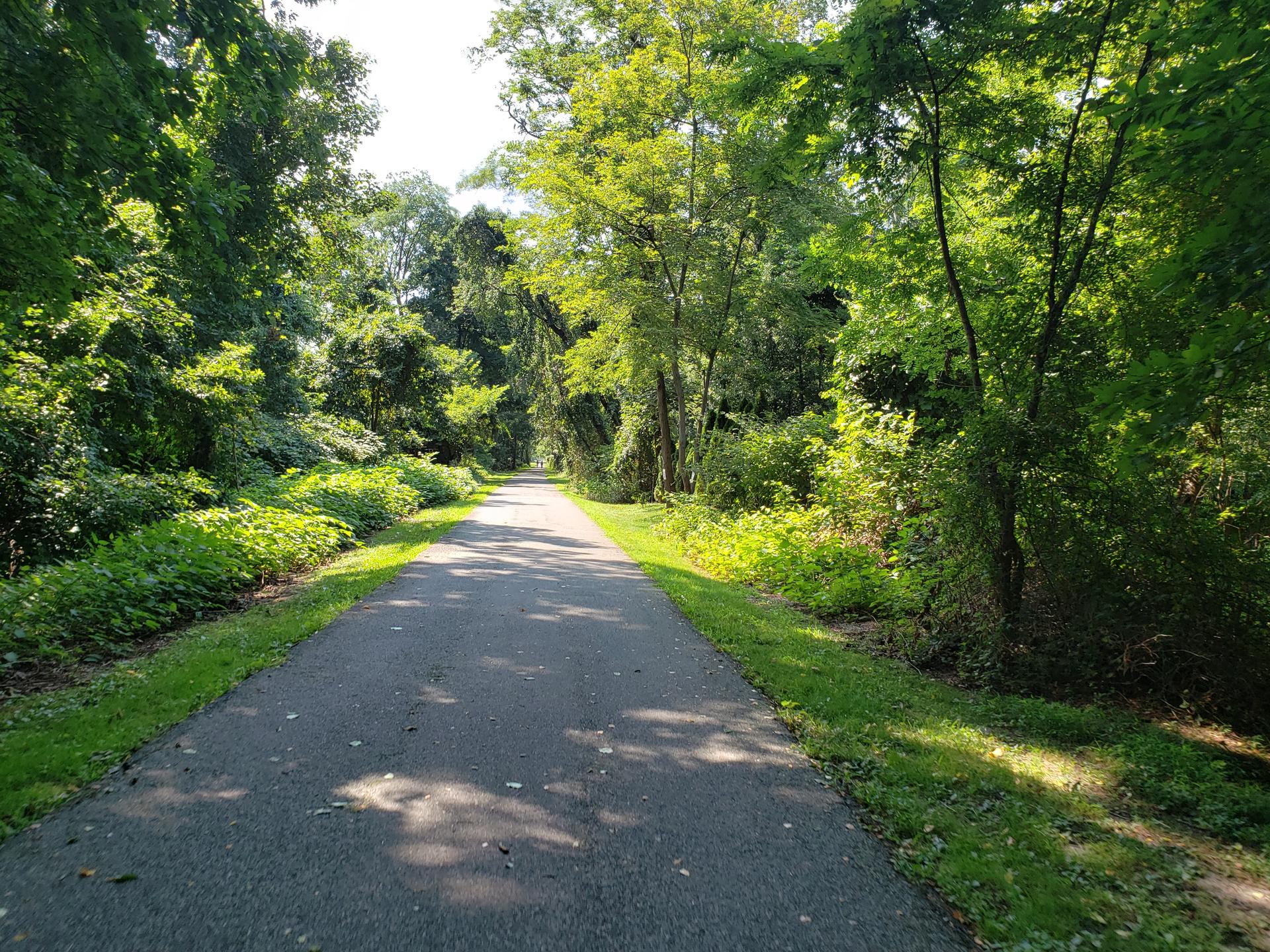 A sunlit paved path surrounded by vibrant green trees and undergrowth.