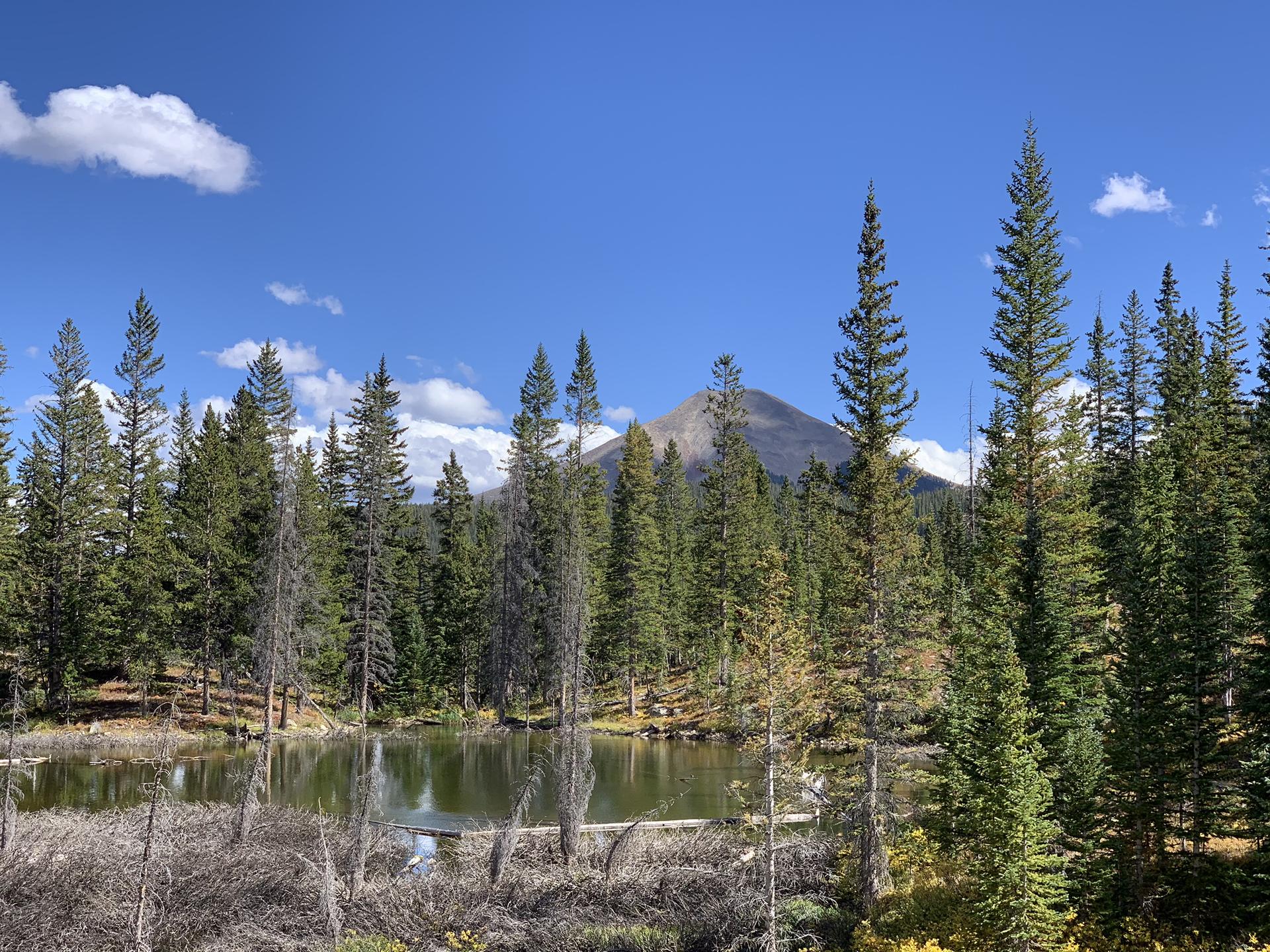 A serene lake surrounded by pine trees under a blue sky.