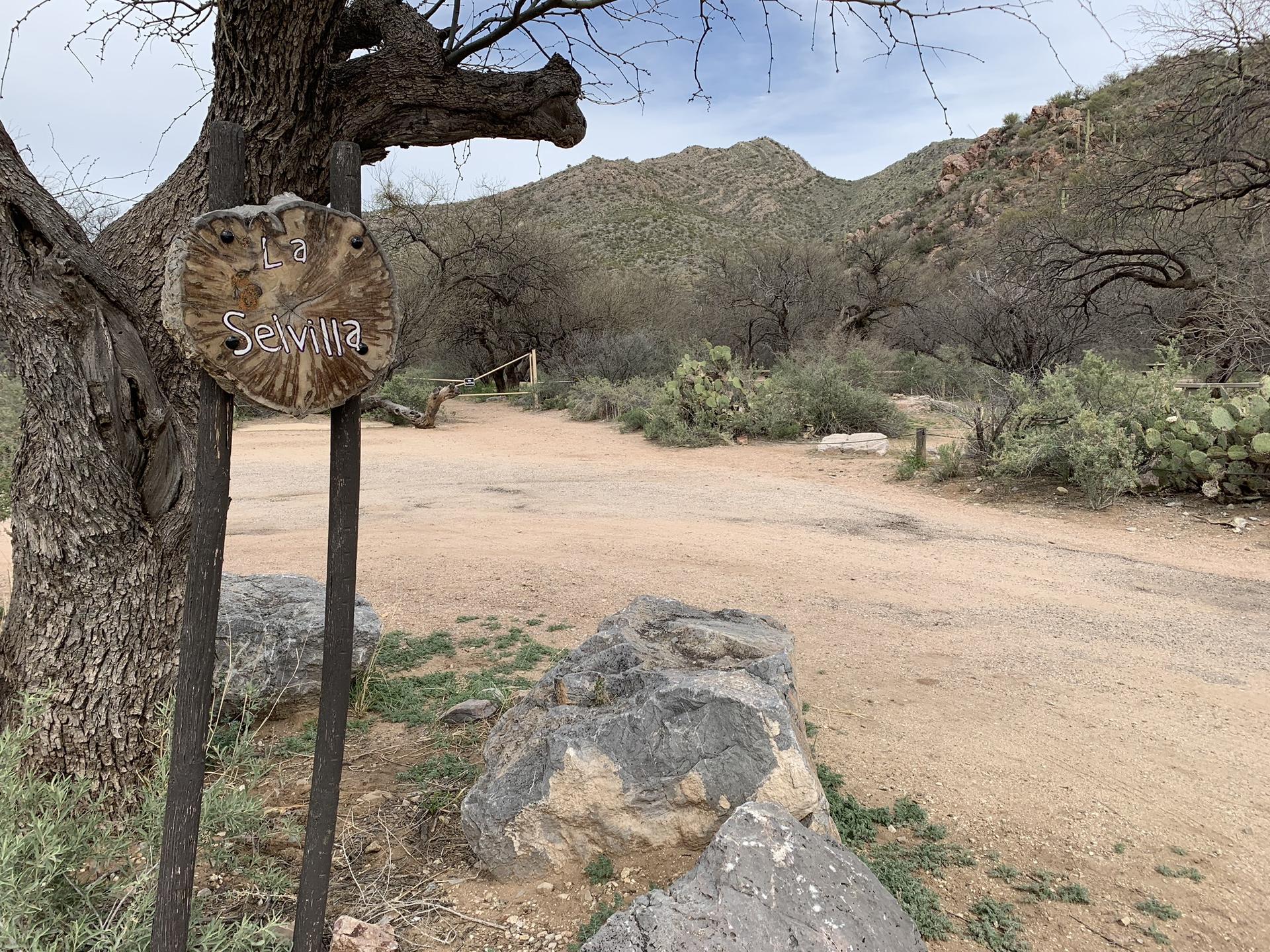 Wooden sign next to a tree, dirt road, and hills under an overcast sky.