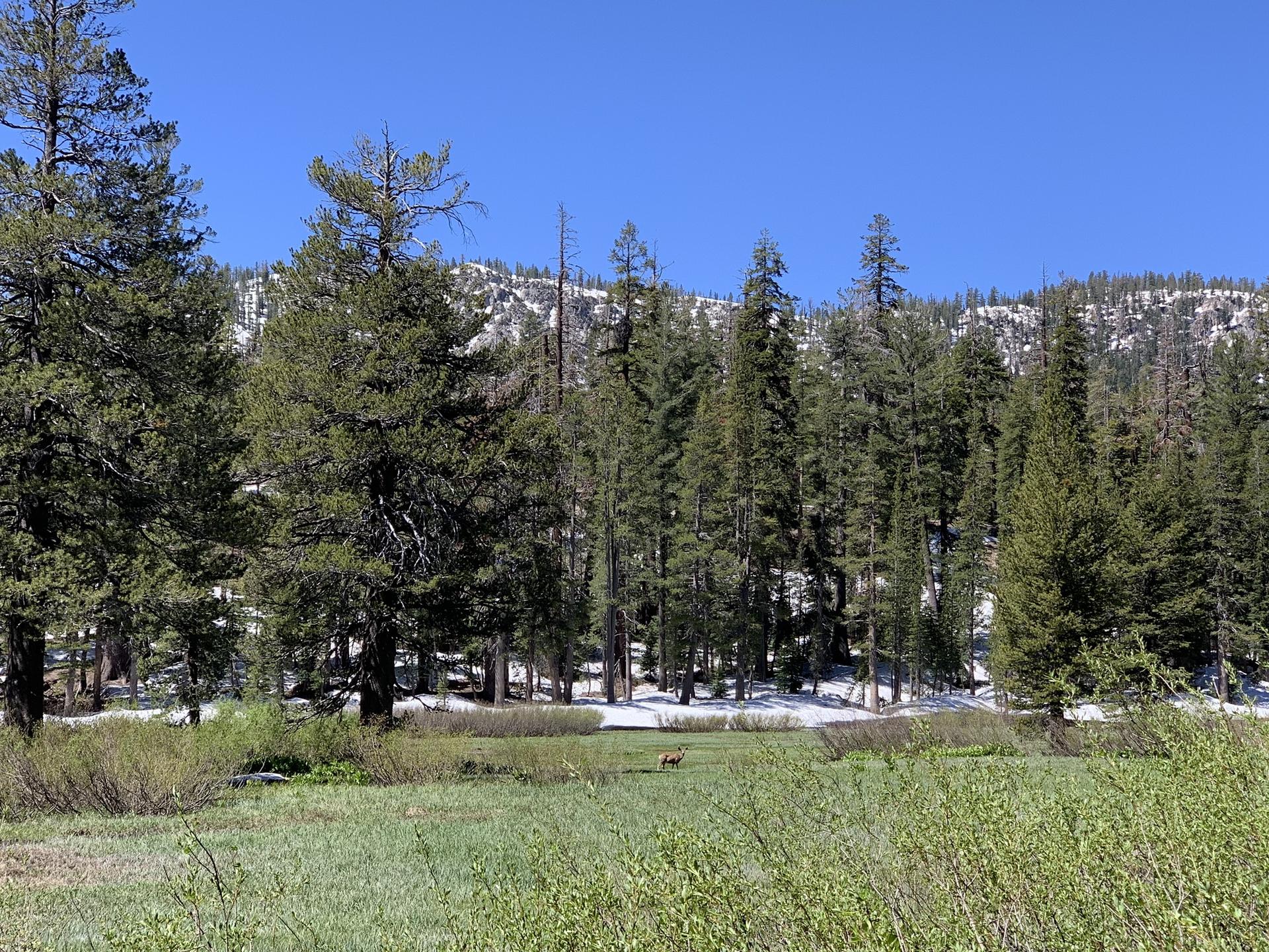 Sunny meadow with a small animal, backed by pine trees and snowy mountains.