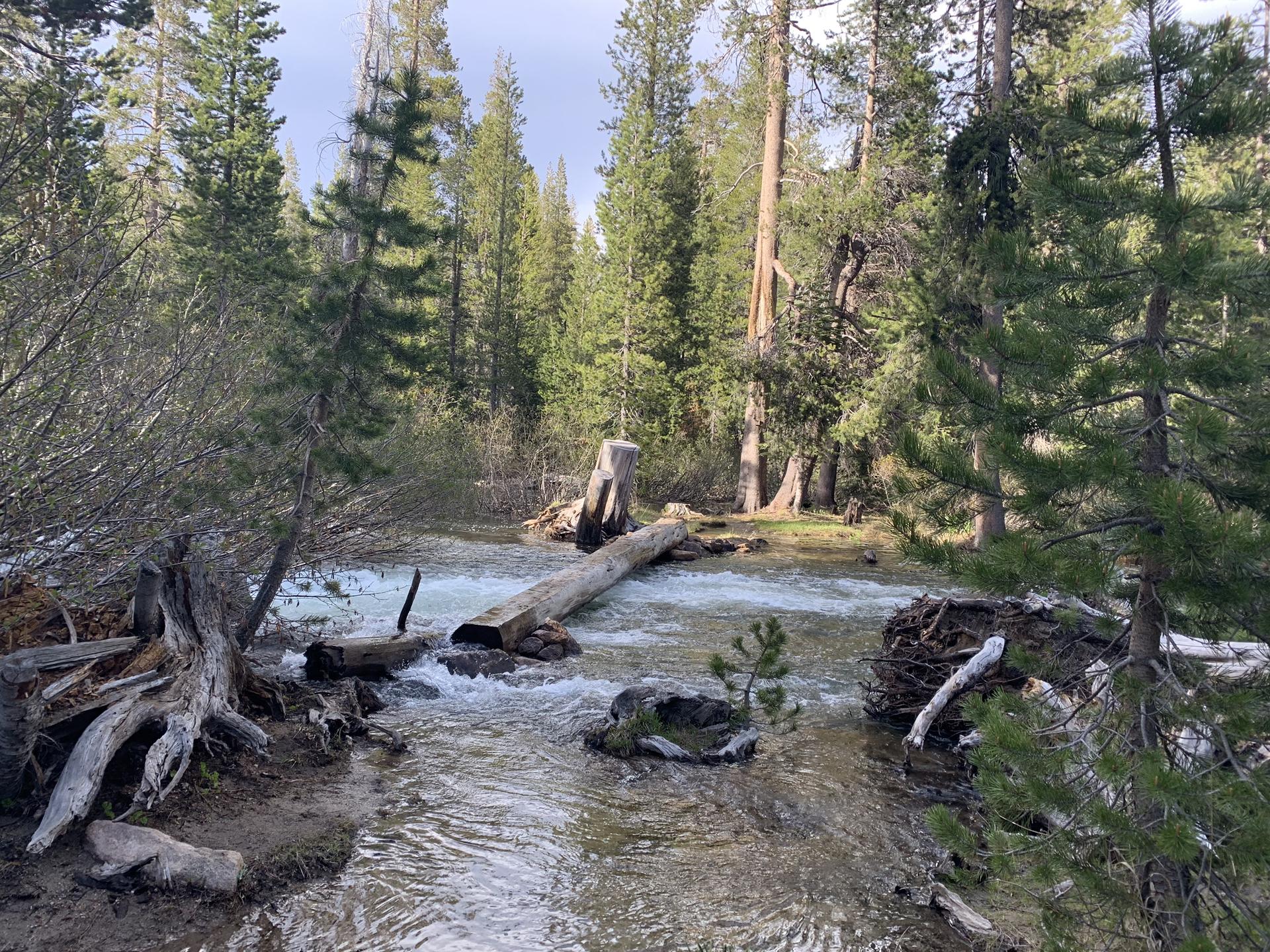Stream flowing through a forest, with several large fallen logs.