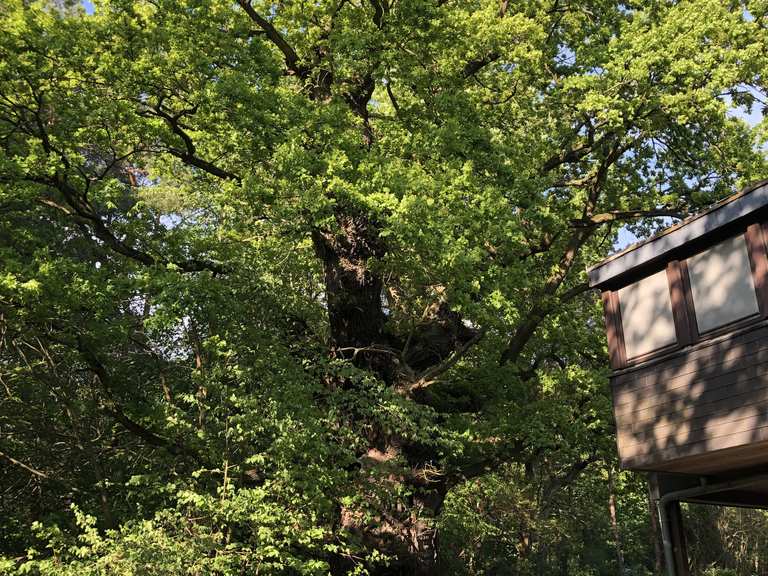 Ältester Baum des Bezirks Grunewald Berlin, Deutschland