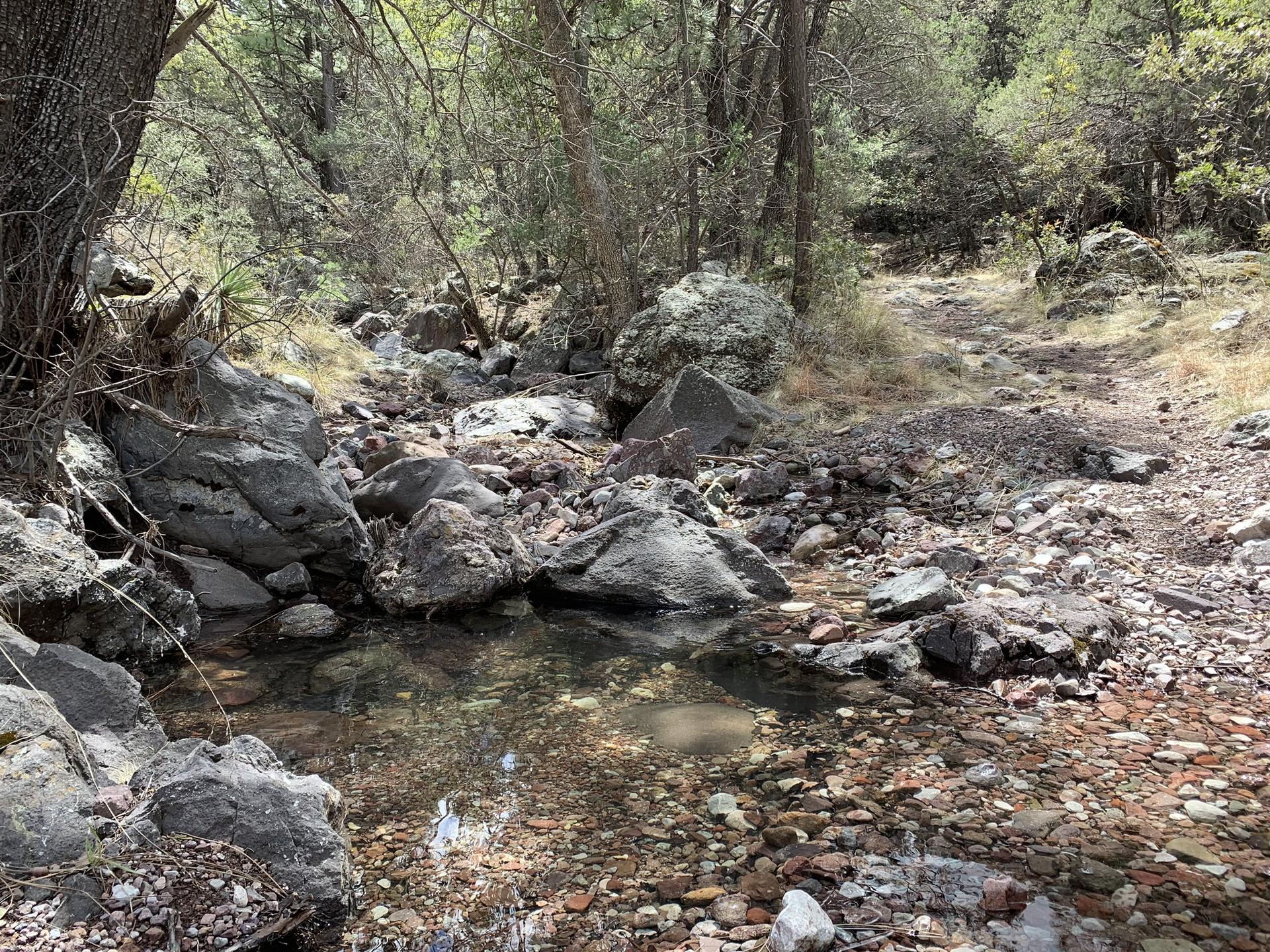 Clear stream flowing over rocks through a lush, green forest.