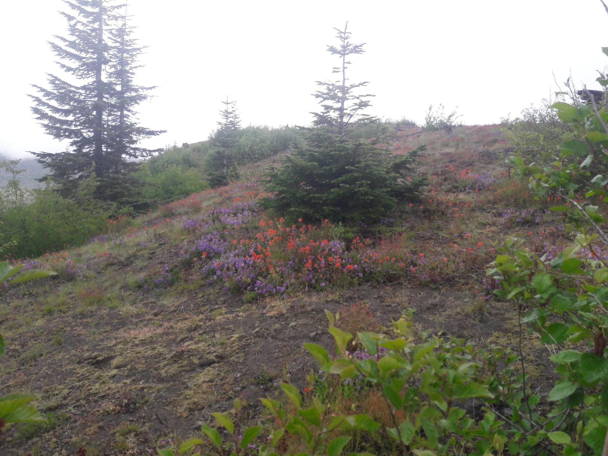 Misty hillside covered in vibrant red and purple wildflowers and evergreen trees.
