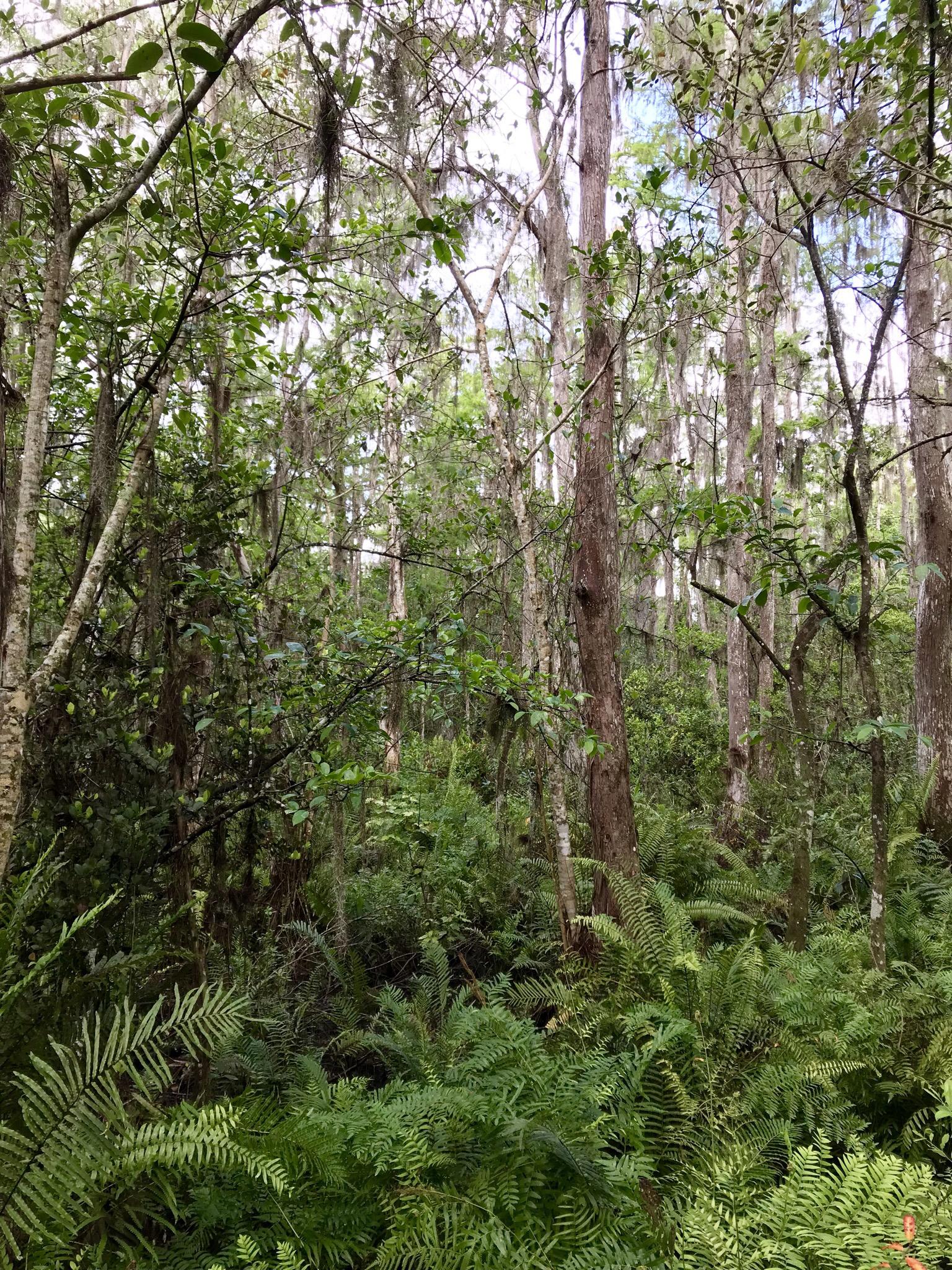Dense green ferns and trees with Spanish moss in a lush forest.