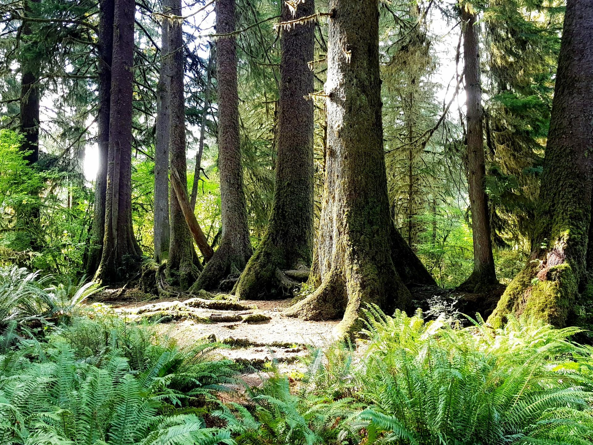 Sunlight filters through tall, mossy trees onto a fern-covered forest floor.
