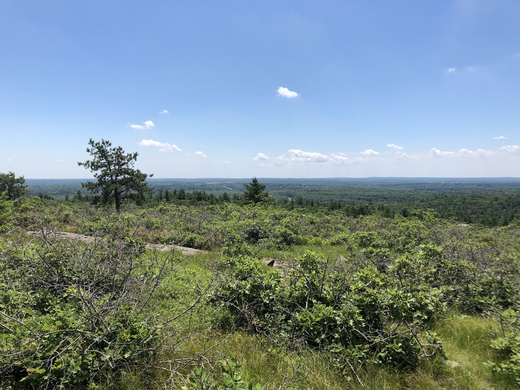 Expansive green forested landscape under a bright blue sky with scattered clouds. - Blue Hills Skyline Trail