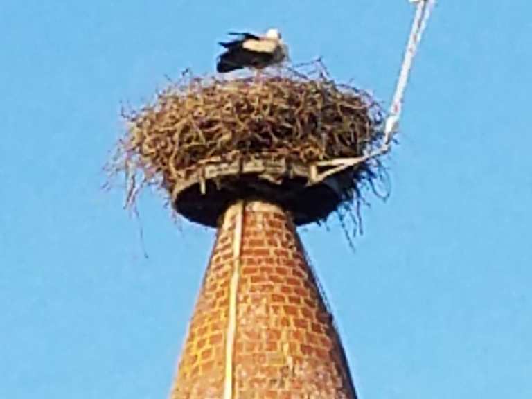 Storchenturm MountainbikeTouren und Trails komoot