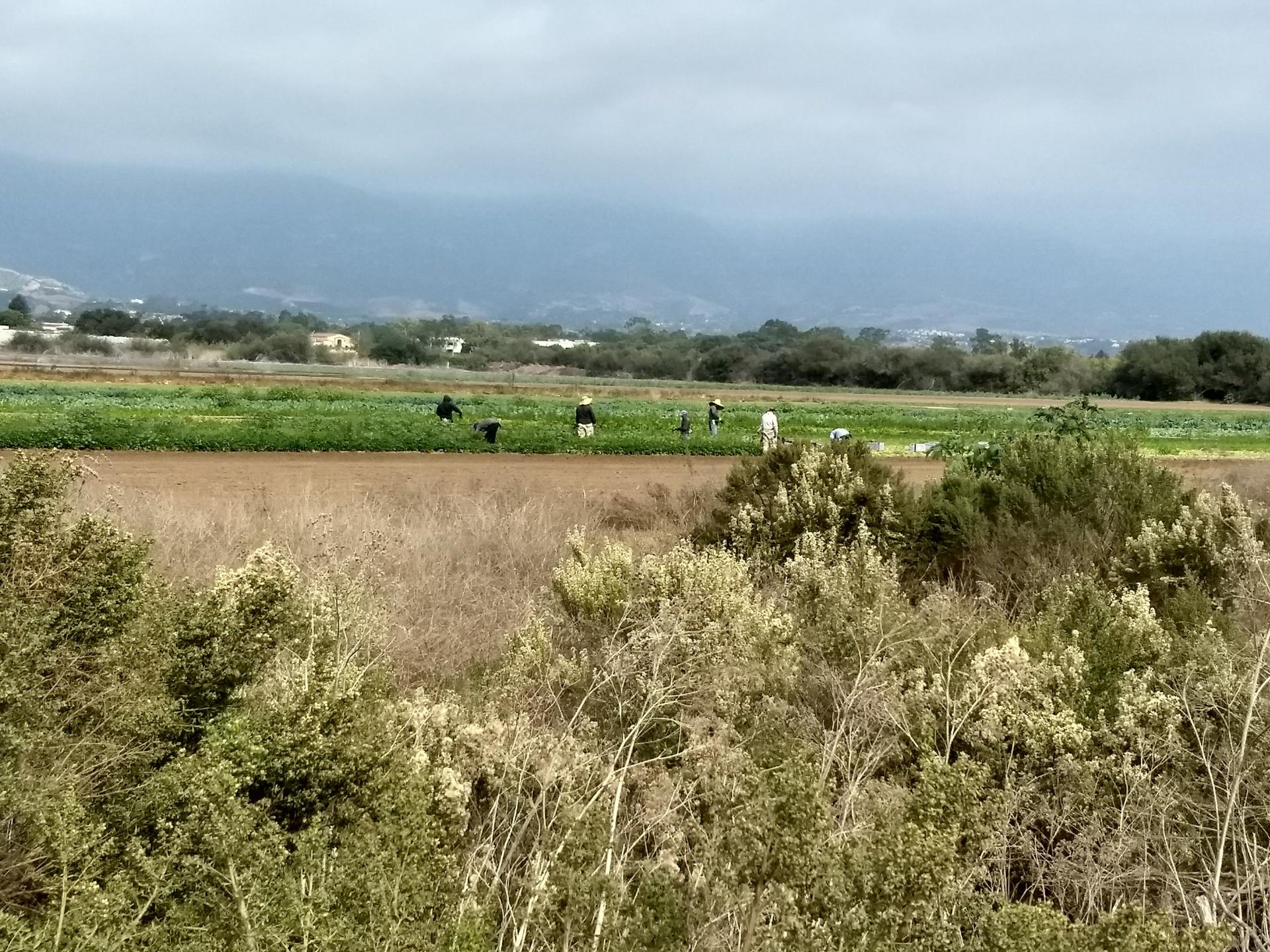 Several people work in a vast green field under a cloudy sky.