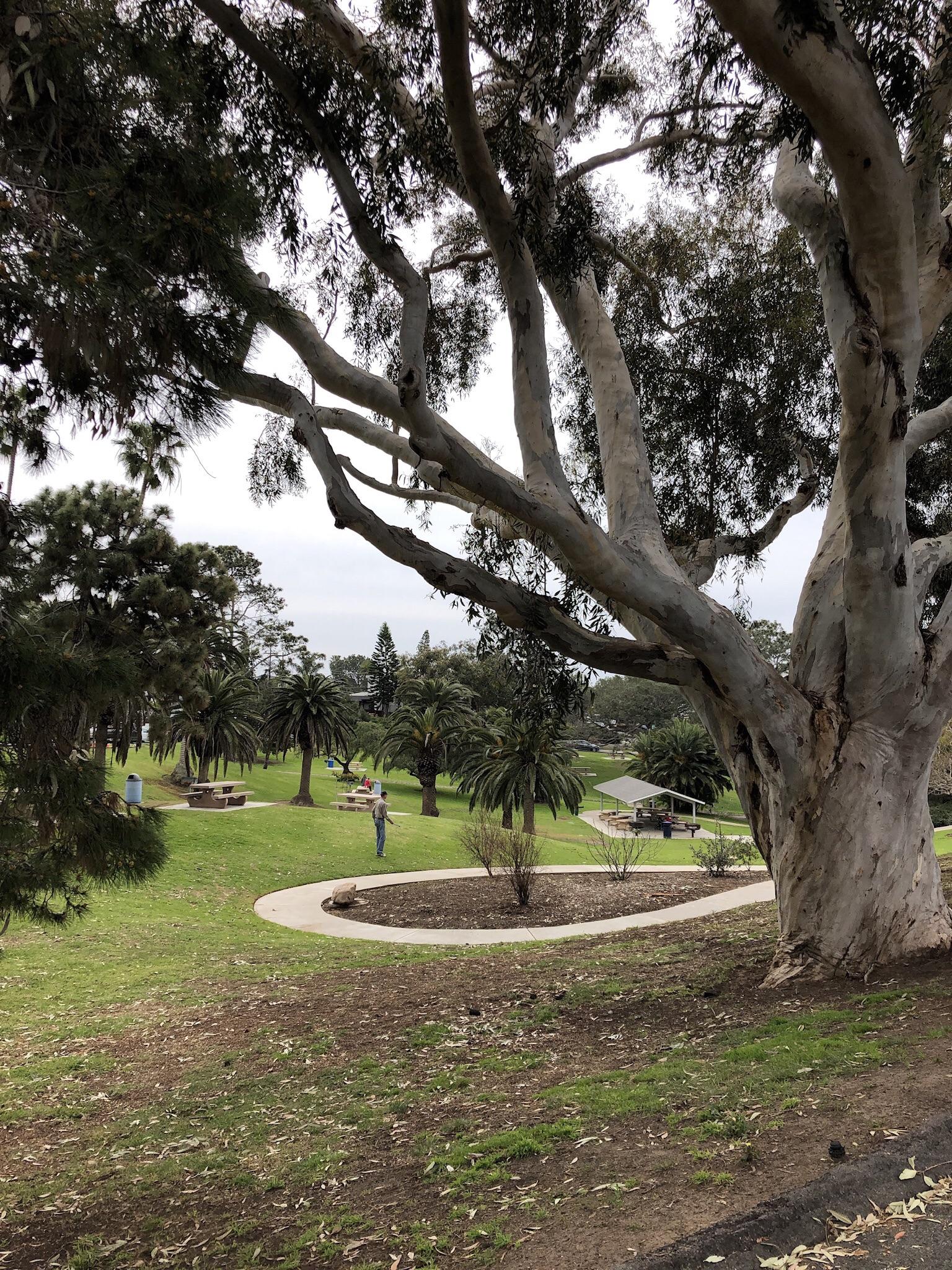 Large tree in a green park with paved paths and distant ocean views.