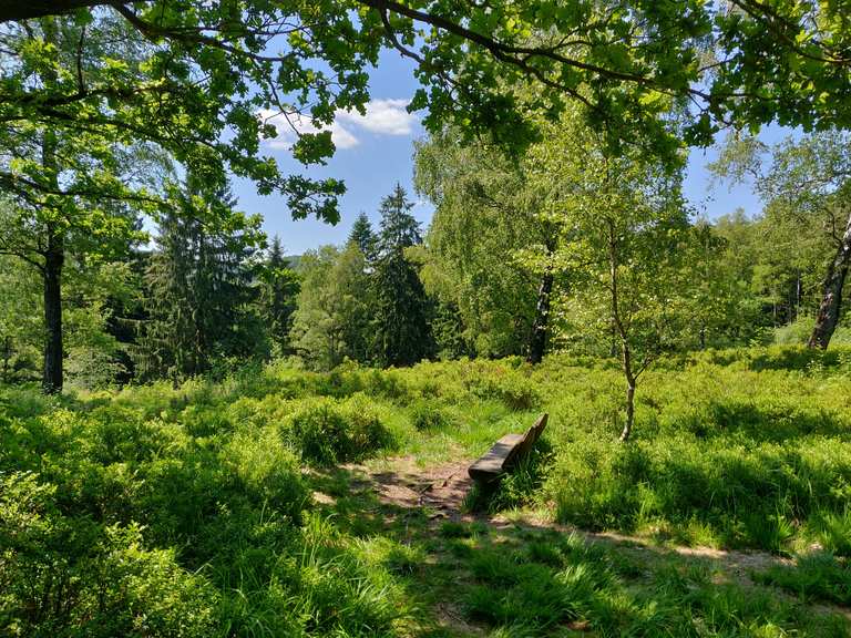 Blaubeerroute – Teutoburger Wald Qualitätsweg | hike | Komoot