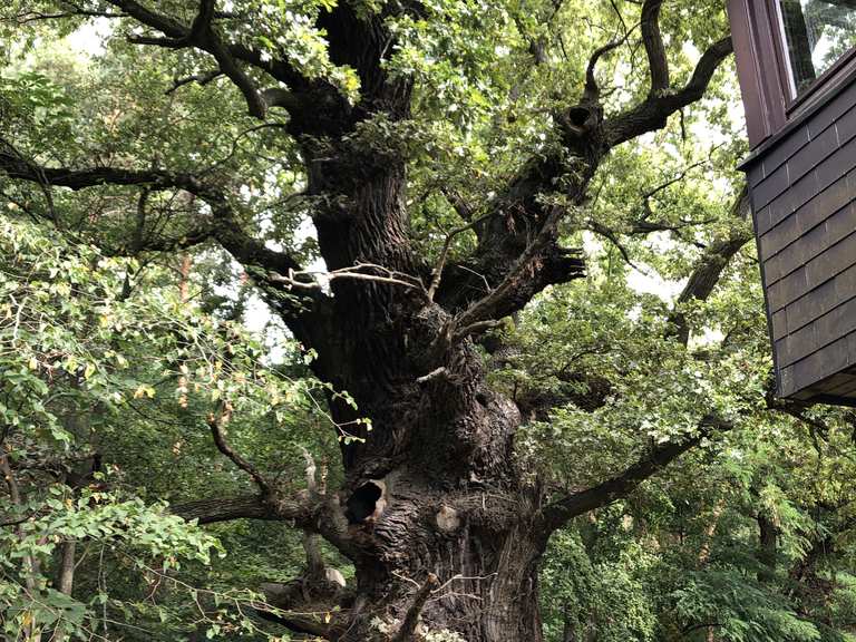 Ältester Baum des Bezirks Grunewald Berlin, Deutschland