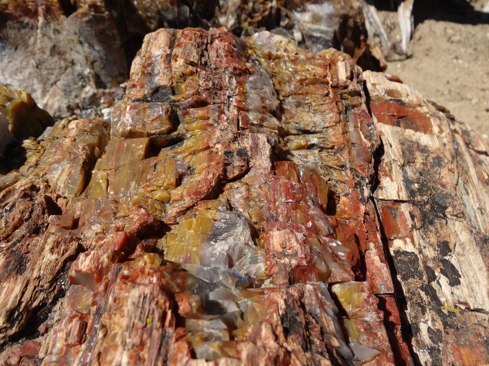 Close-up of vibrant red and yellow petrified wood texture.