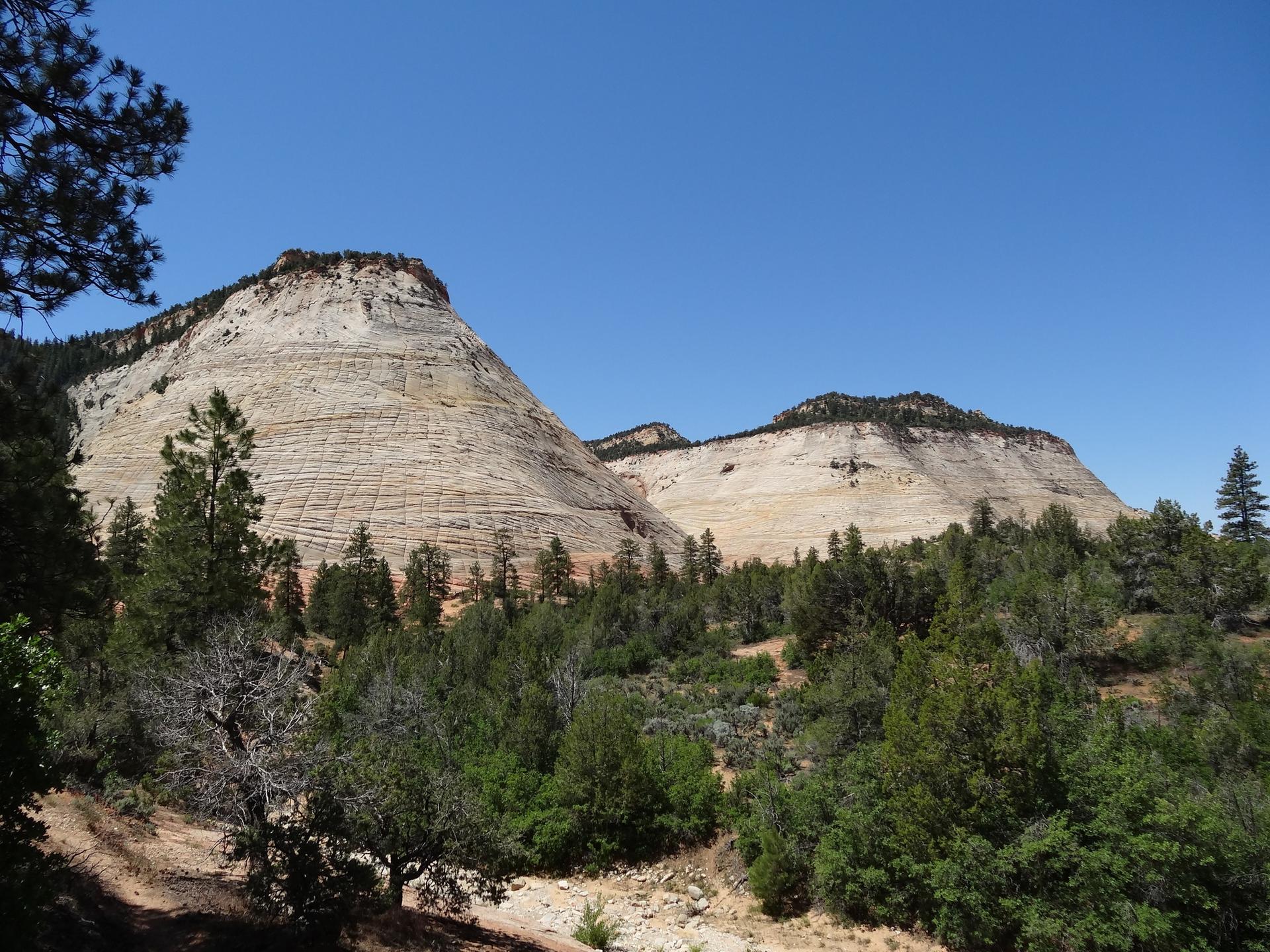Majestic light sandstone mountains tower over a forest of green pine trees.