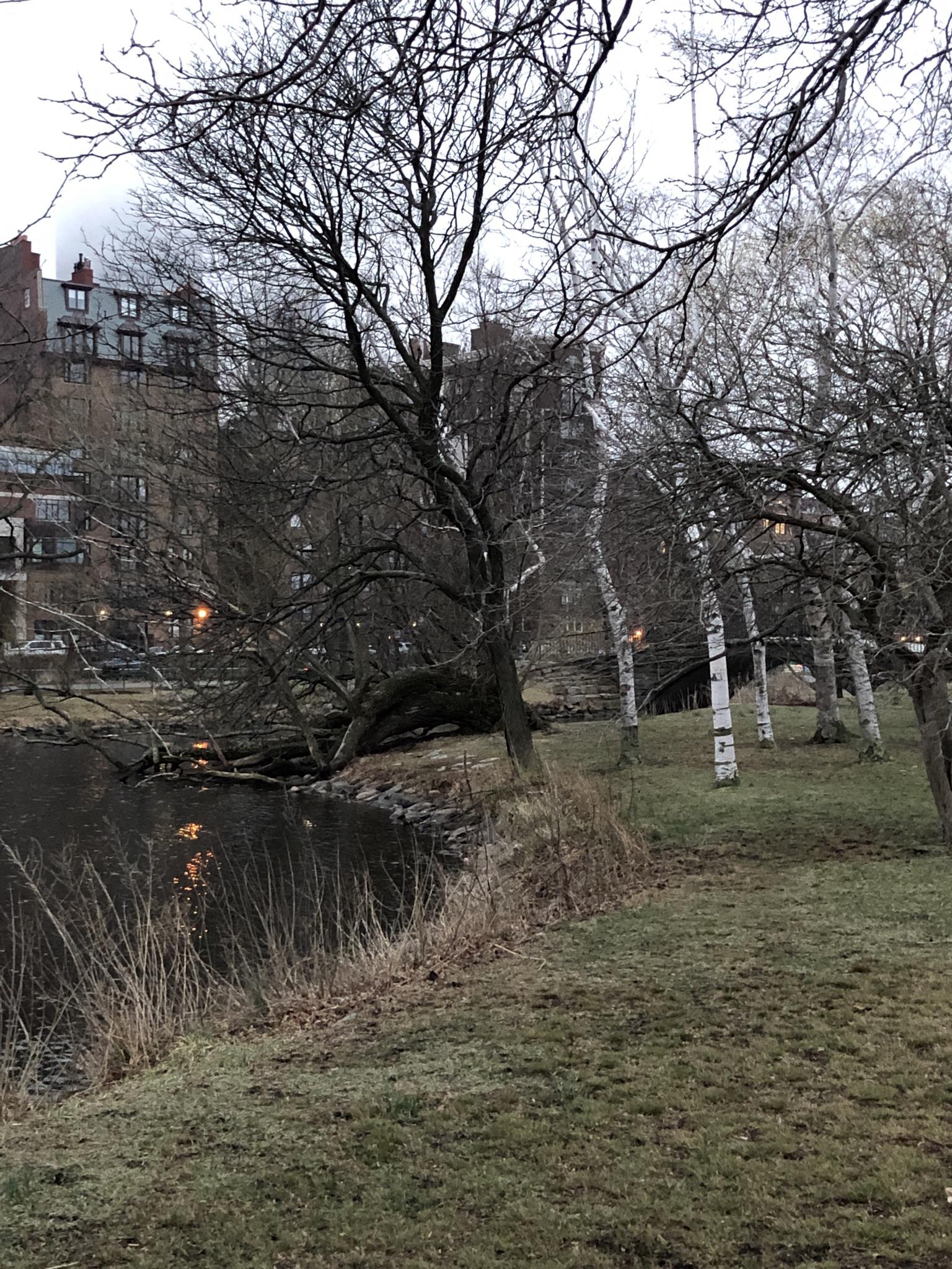 Bare trees and grassy bank beside dark water, distant buildings, overcast light.