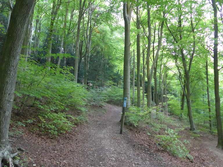 Queen Elizabeth Country Park Mountain Bike Trails & Tracks Komoot