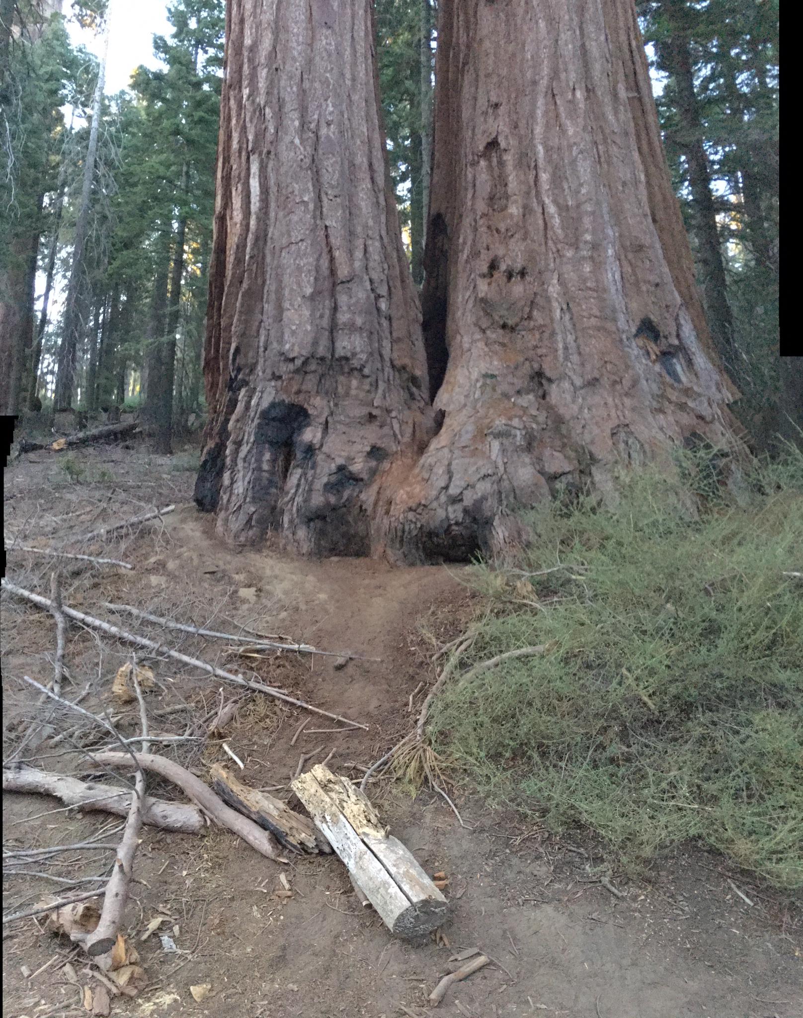 Close-up of two massive tree trunks rising from the forest floor.
