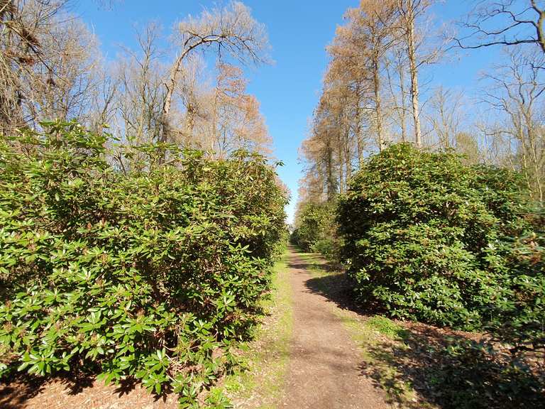 Rhododendronallee am Schloss Hagenburg  Wander- & Radrouten | Komoot