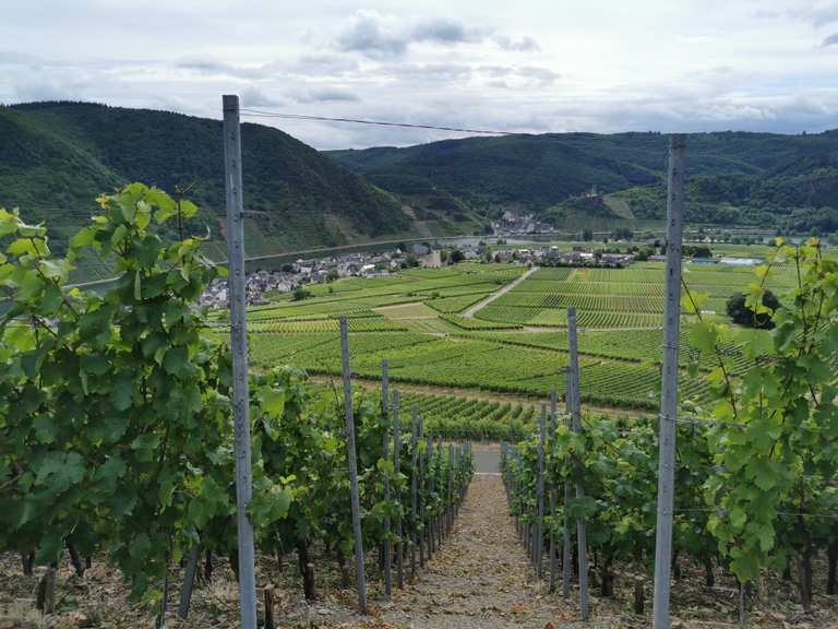 Ruine der alten Brauerei Senhals – Moselschleife bei Briedern Runde von ...
