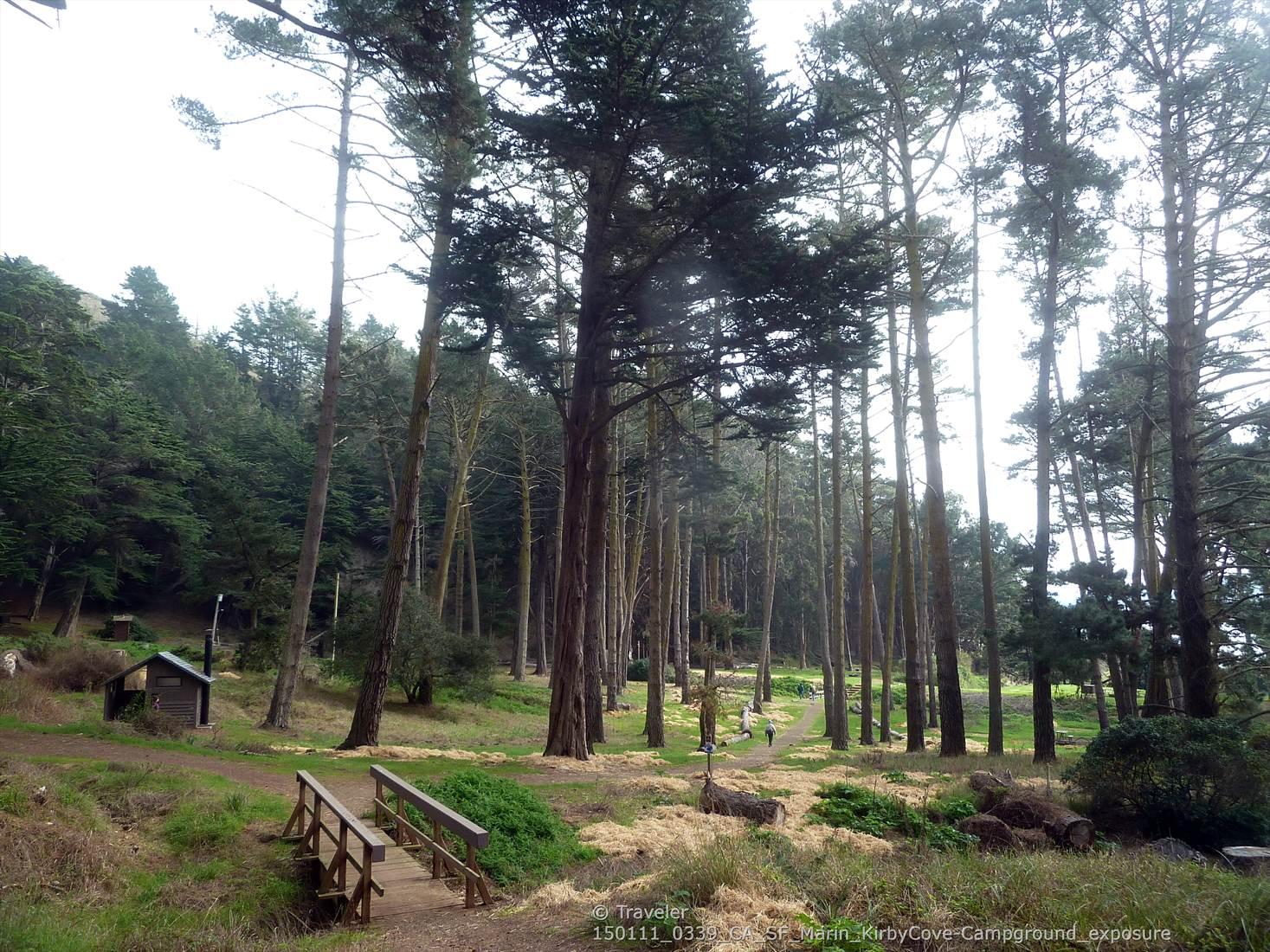 Tall, slender trees in a dense forest with a small wooden bridge.