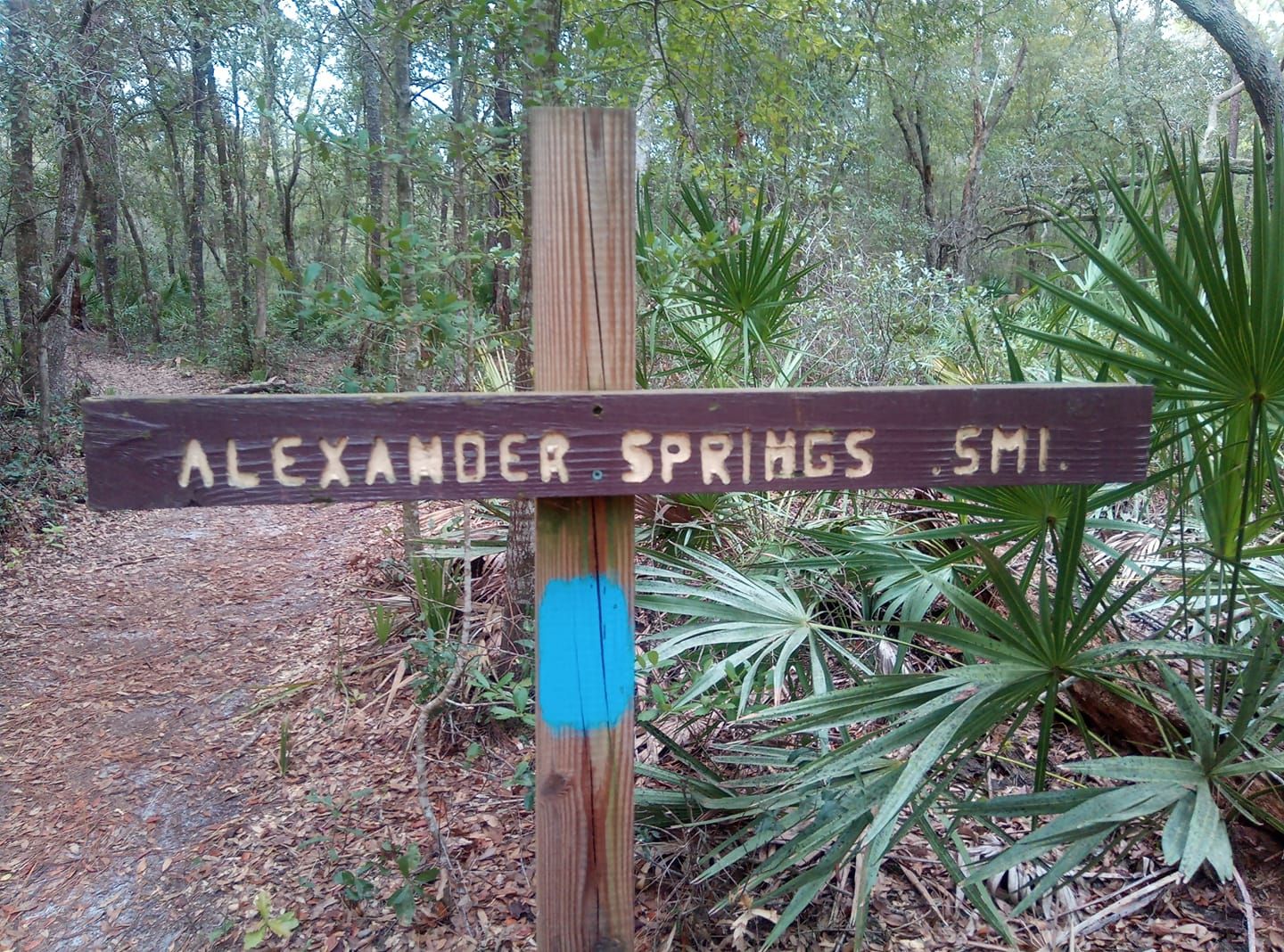 Wooden trail signpost with a blue marker on a dirt path in a dense forest. - Paisley Woods Bicycle Trail loop from Alexander Springs Day Use Area