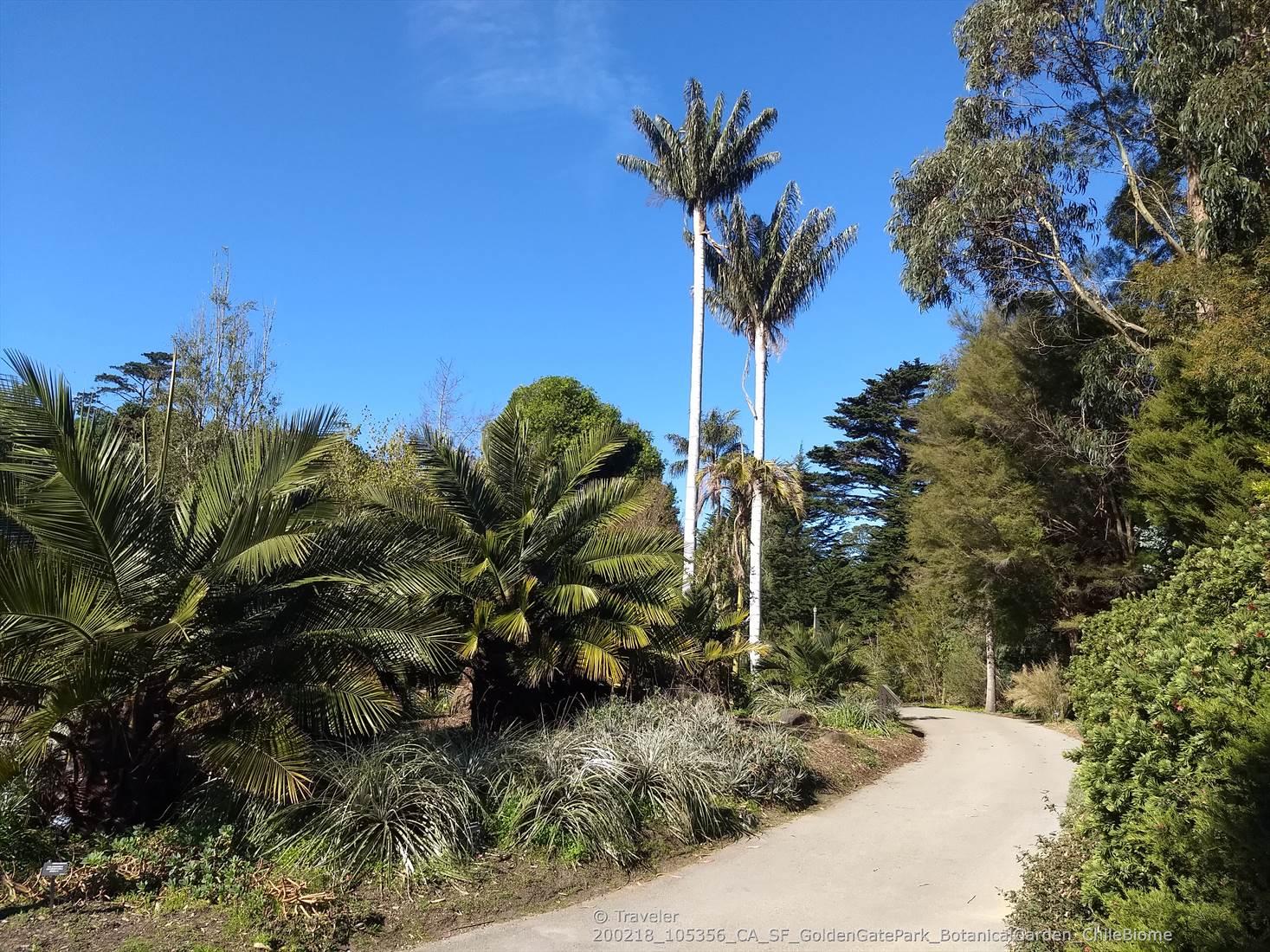 Paved path winding through lush tropical foliage and tall palm trees.