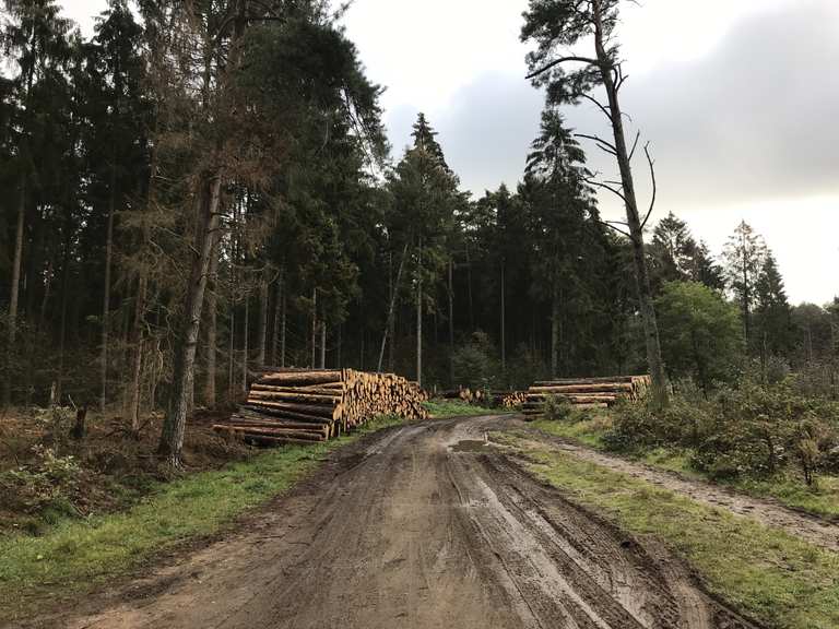 Tangstedter Forst Breiter Weg: Radtouren und Radwege | komoot