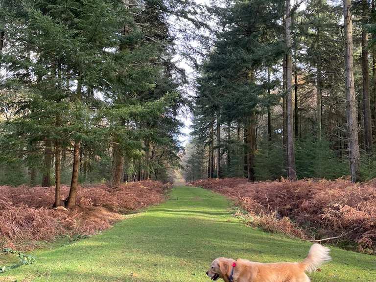 Bolderwood Deer Sanctuary Routes for Walking and Hiking Komoot