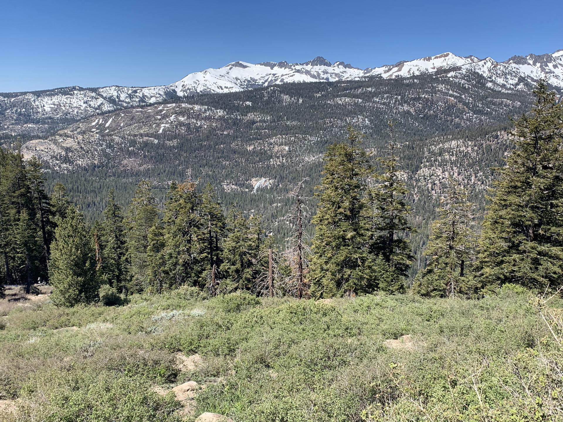 Sunny view of snow-capped mountains over a vast pine forest and green bushes.