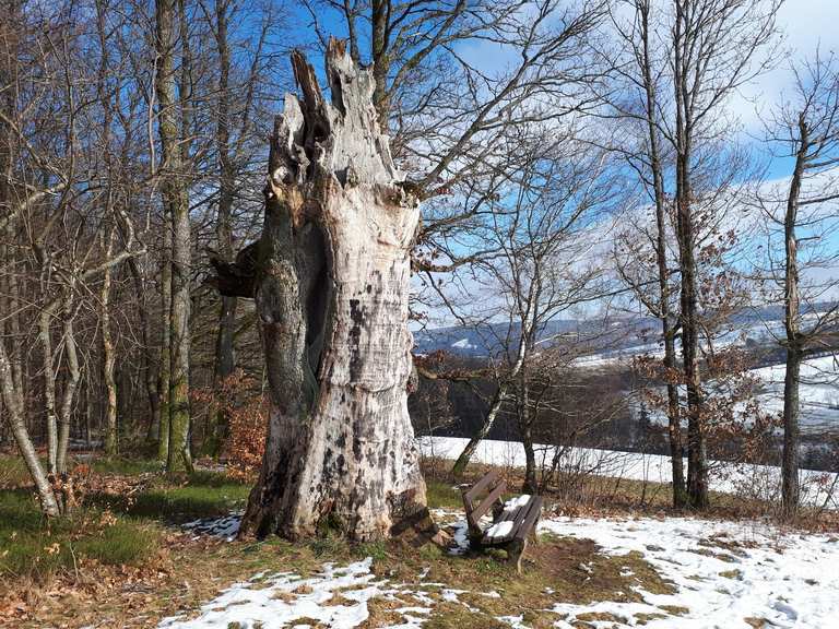 Große Nalle QuallenSee Runde von Sparbrod Wanderung Komoot