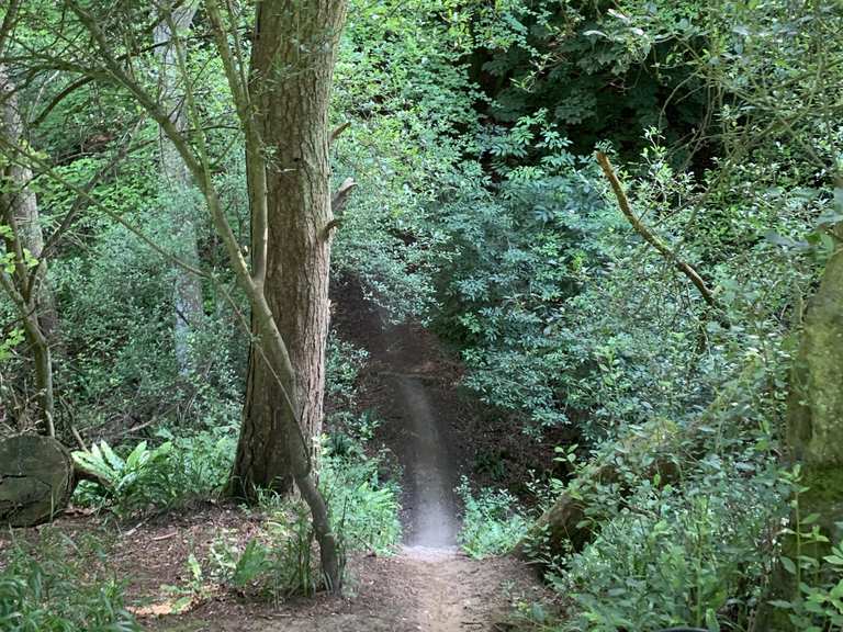 friston forest mtb trails